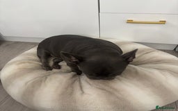 French Bulldog dogs for sale: lovely french bulldog girl - Image 8