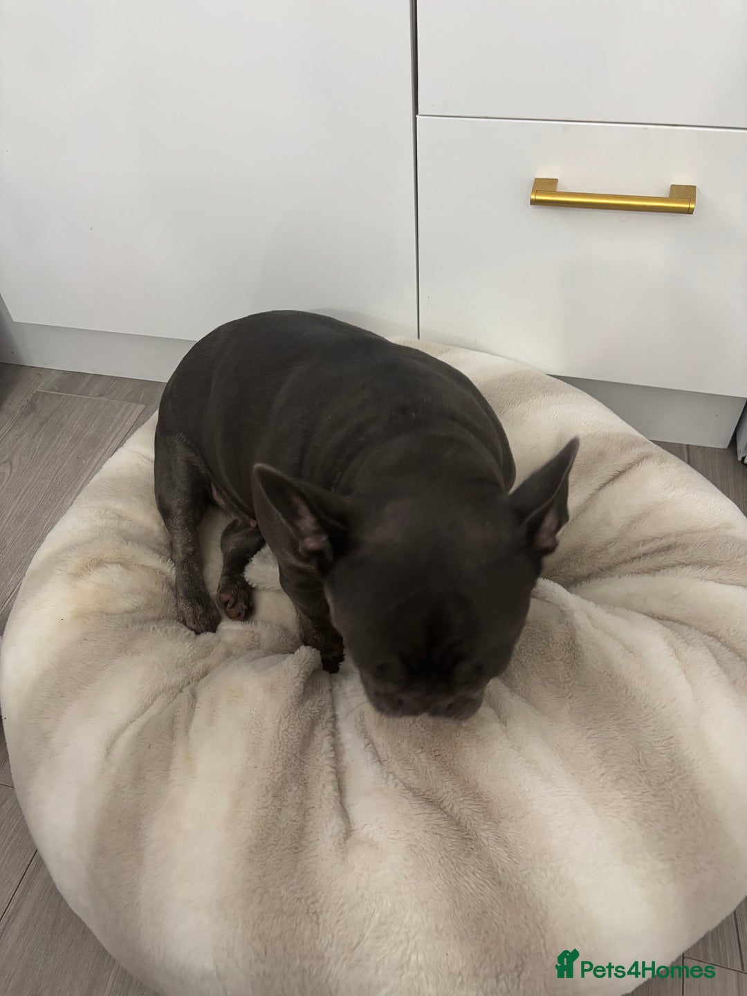 French Bulldog dogs for sale: lovely french bulldog girl - Image 8