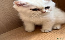 British Shorthair cats for sale: Beautiful golden white British short hair  - Image 6