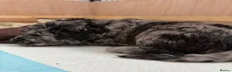 Standard Poodle dogs for sale: Afterglow standard poodles! in Cardiff - Advert 6