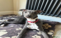 Whippet dogs for stud: Proven KC registered Whippet for Stud in London - Image 11