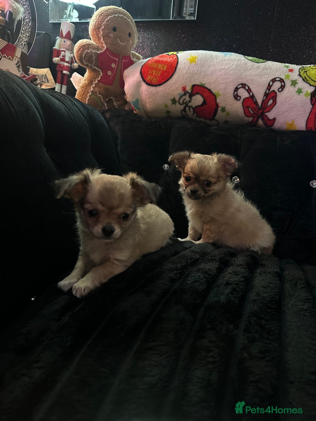 Chihuahua dogs for sale: 3 beautiful chihuahua puppy’s - Advert 6