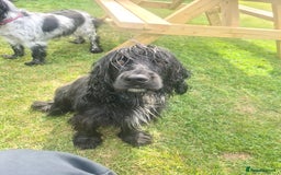 Cocker Spaniel dogs for sale: Cocker Spaniel  - Image 13
