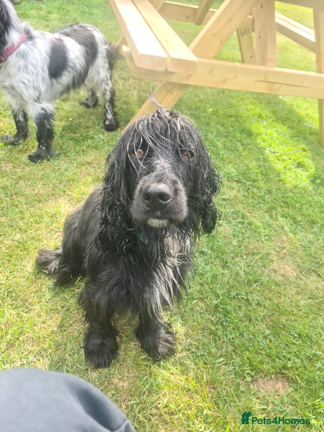 Cocker Spaniel dogs for sale: Cocker Spaniel  - Image 13