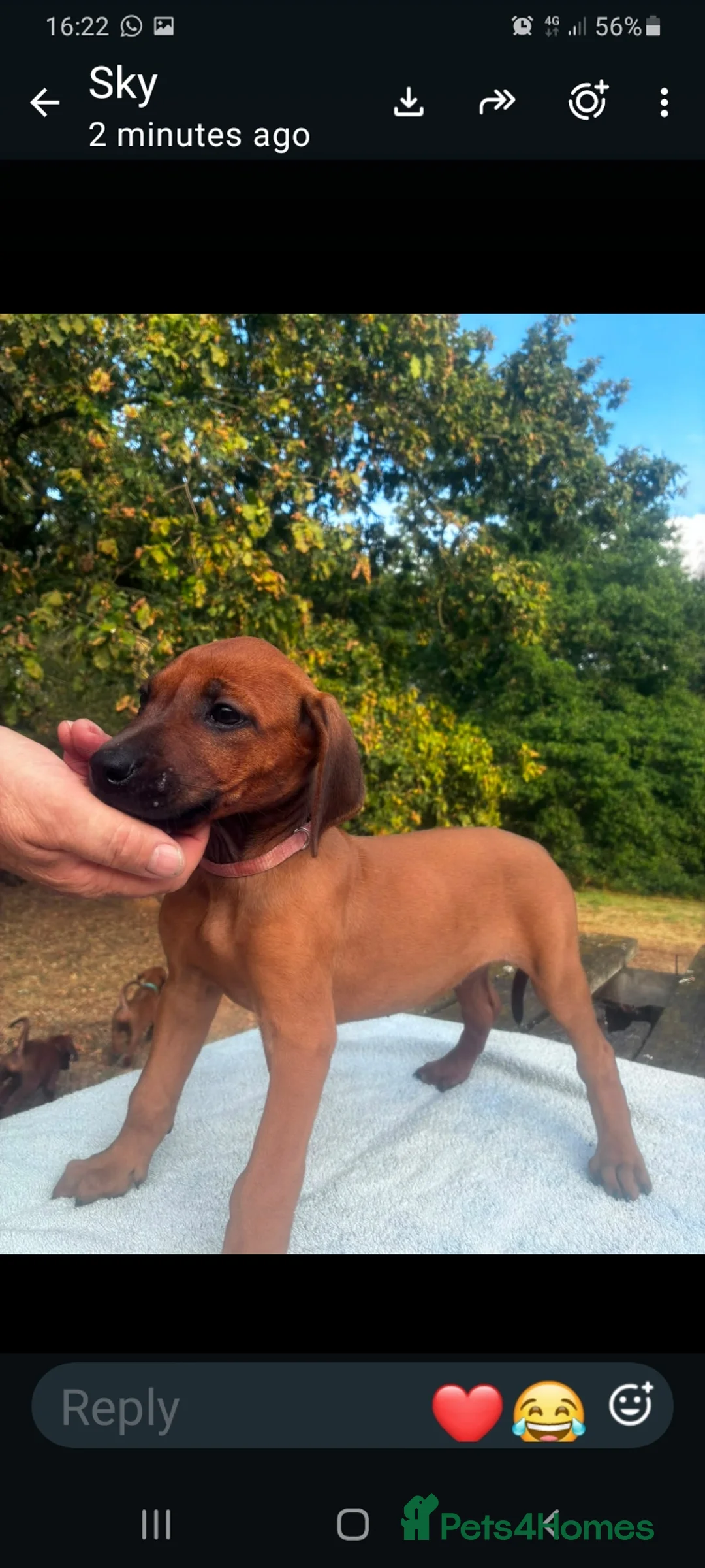 Rhodesian Ridgeback dogs for sale: Kc reg.health tested Rr puppies - Advert 19
