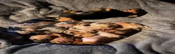 Miniature Dachshund dogs for sale: Beautiful KC registered puppies.  - Advert 3