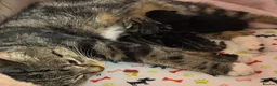 Mixed Breed cats for sale: Adorable Kittens Looking for Loving Homes!  - Advert 3