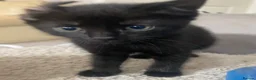 Mixed Breed cats for sale: 2 black male calico  in Consett - Advert 15