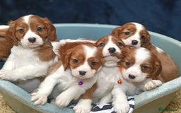 Cavalier King Charles Spaniel dogs for sale: 🩷KC Registered Cavalier King Charles Spaniels 🩷 - Image 1