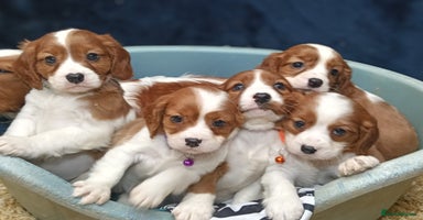 Cavalier King Charles Spaniel dogs - Advert 2