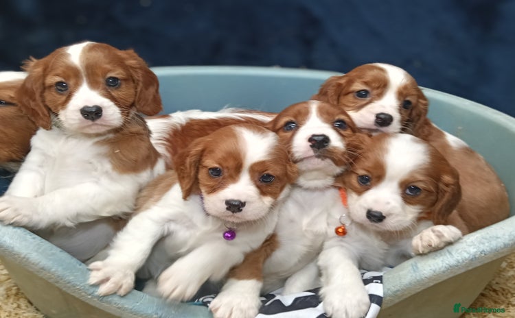 Cavalier King Charles Spaniel dogs - Advert 8