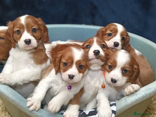 Cavalier King Charles Spaniel dogs - Advert 6