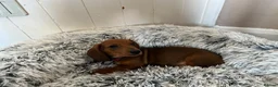 Miniature Dachshund dogs for sale: Miniature dachshund puppies - Advert 22