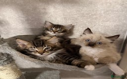 Maine Coon cats for sale: Maine coon kittens - Image 2