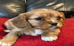 Cavalier King Charles Spaniel dogs for sale: Stunning ruby and black & tan puppies - Image 6
