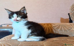 Maine Coon cats for sale: 🐾 Giant GCCF Maine Coon Kitties Champion Lines - Image 11