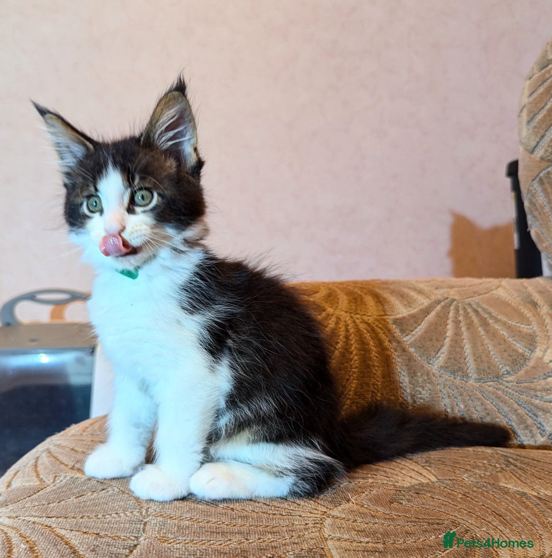 Maine Coon cats for sale: 🐾 Giant GCCF Maine Coon Kitties Champion Lines - Image 11