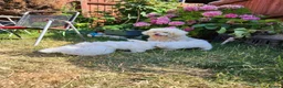 Bichon Frise dogs for sale: Bichon maltese for sale - Advert 9