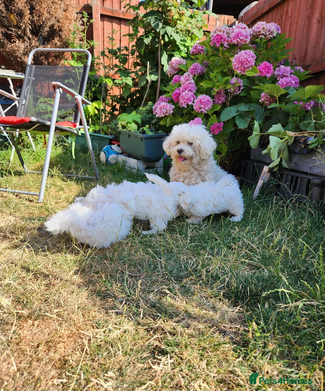 Bichon Frise dogs for sale: Bichon maltese for sale - Advert 9