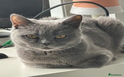 British Shorthair cats for sale: British short hair kittens - Image 11