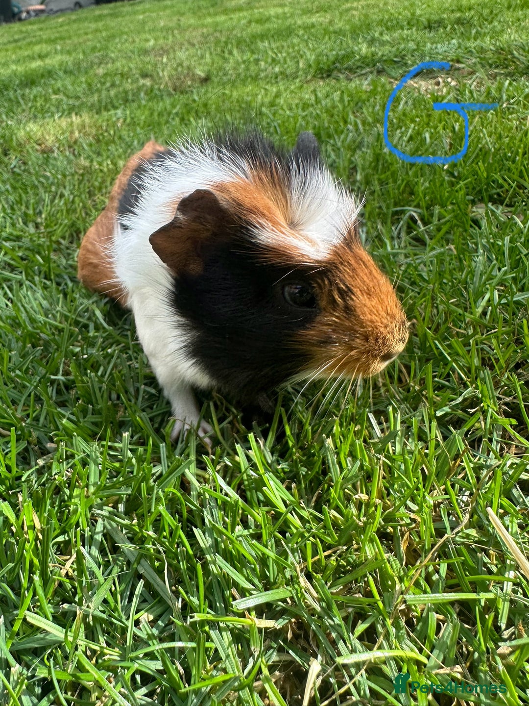 Guinea Pig rodents for sale: Female and male guinea pigs  - Image 5
