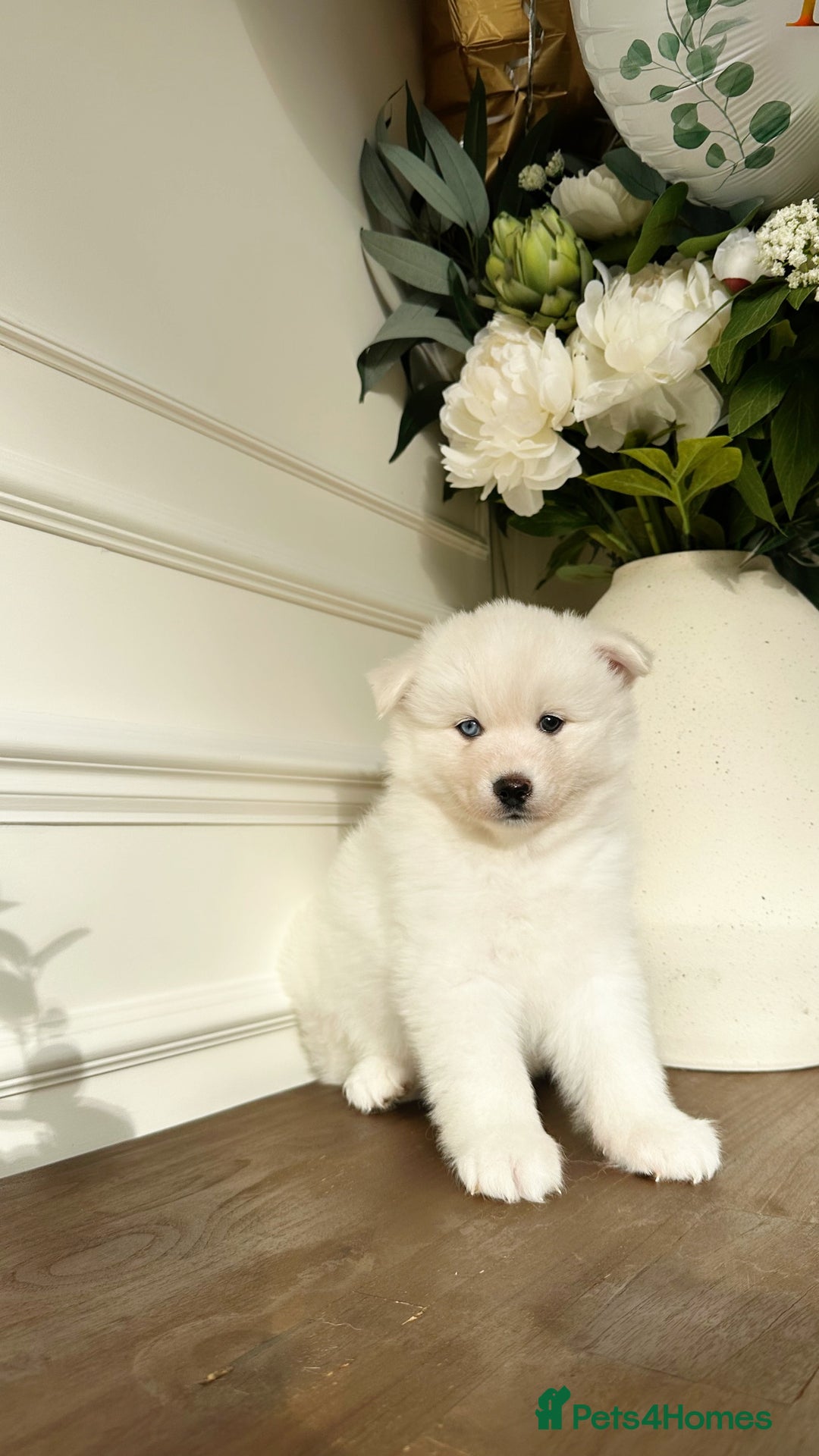 Pomsky dogs for sale: Pomskies Seeking Their Forever Home - ONLY 1 Left - Advert 21