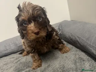 Cockapoo dogs F1 miniature Cockapoos - Advert 2