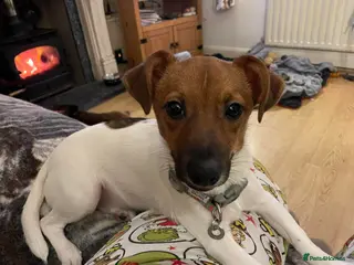 Jack Russell dogs Spice - Hingham norfolk - Advert 1