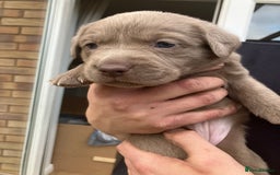 Labrador Retriever dogs for sale: Silver Labrador Puppies for sale  - Image 4