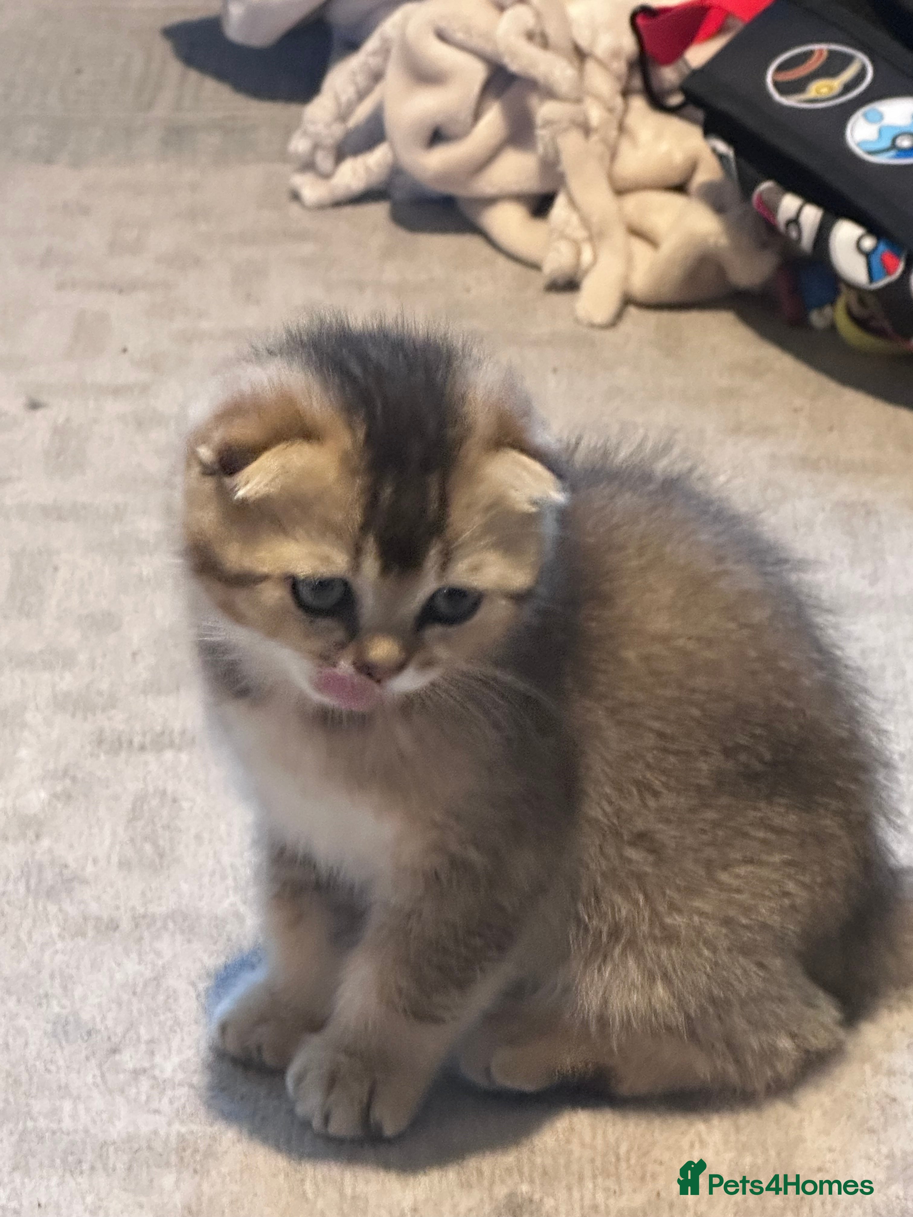 Scottish Fold cats Scottish fold kittens - Advert 2