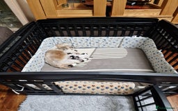 Shih Tzu dogs for sale: Meet Our Gorgeous Shih Tzu Puppies!  - Image 7