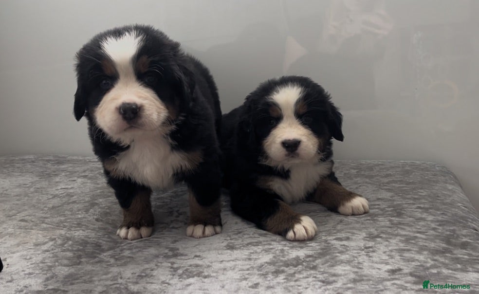 Bernese Mountain Dog dogs Bernese Mountain Dog Puppies - waiting list - Advert 2