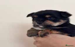 Mixed Breed dogs for sale: Jorkie girl  - Image 2