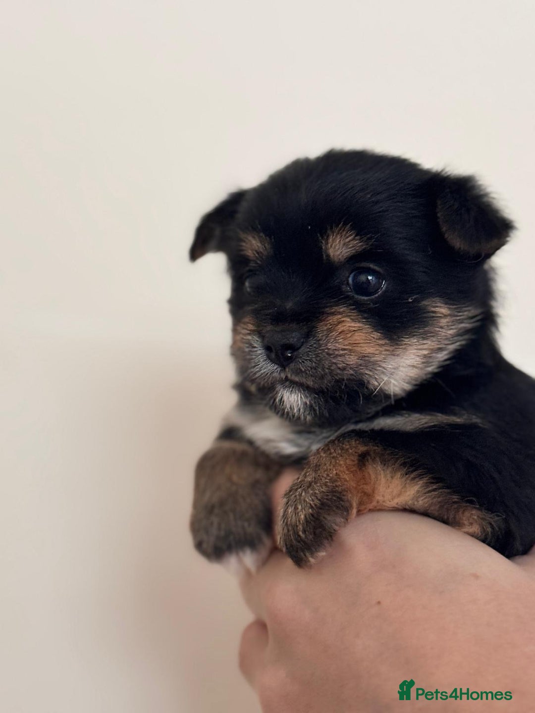 Mixed Breed dogs for sale: Jorkie girl  - Image 2