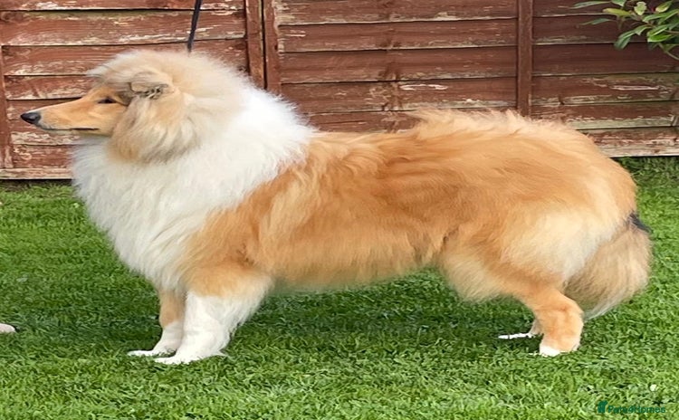 Rough Collie dogs - Advert 1