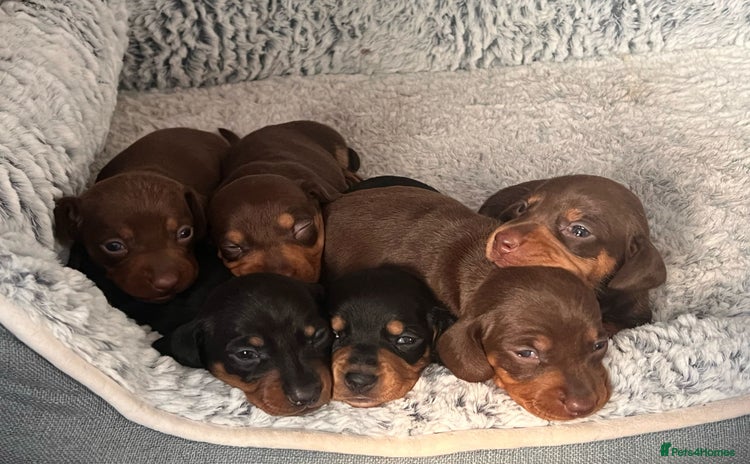 Dachshund dogs - Advert 16