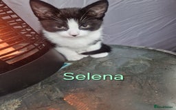 Maine Coon cats for sale: Maine Coon Cross  - Image 8