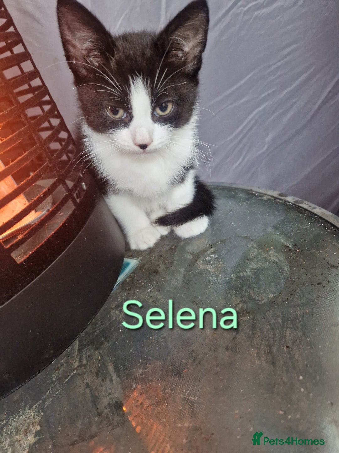 Maine Coon cats for sale: Maine Coon Cross  - Image 8