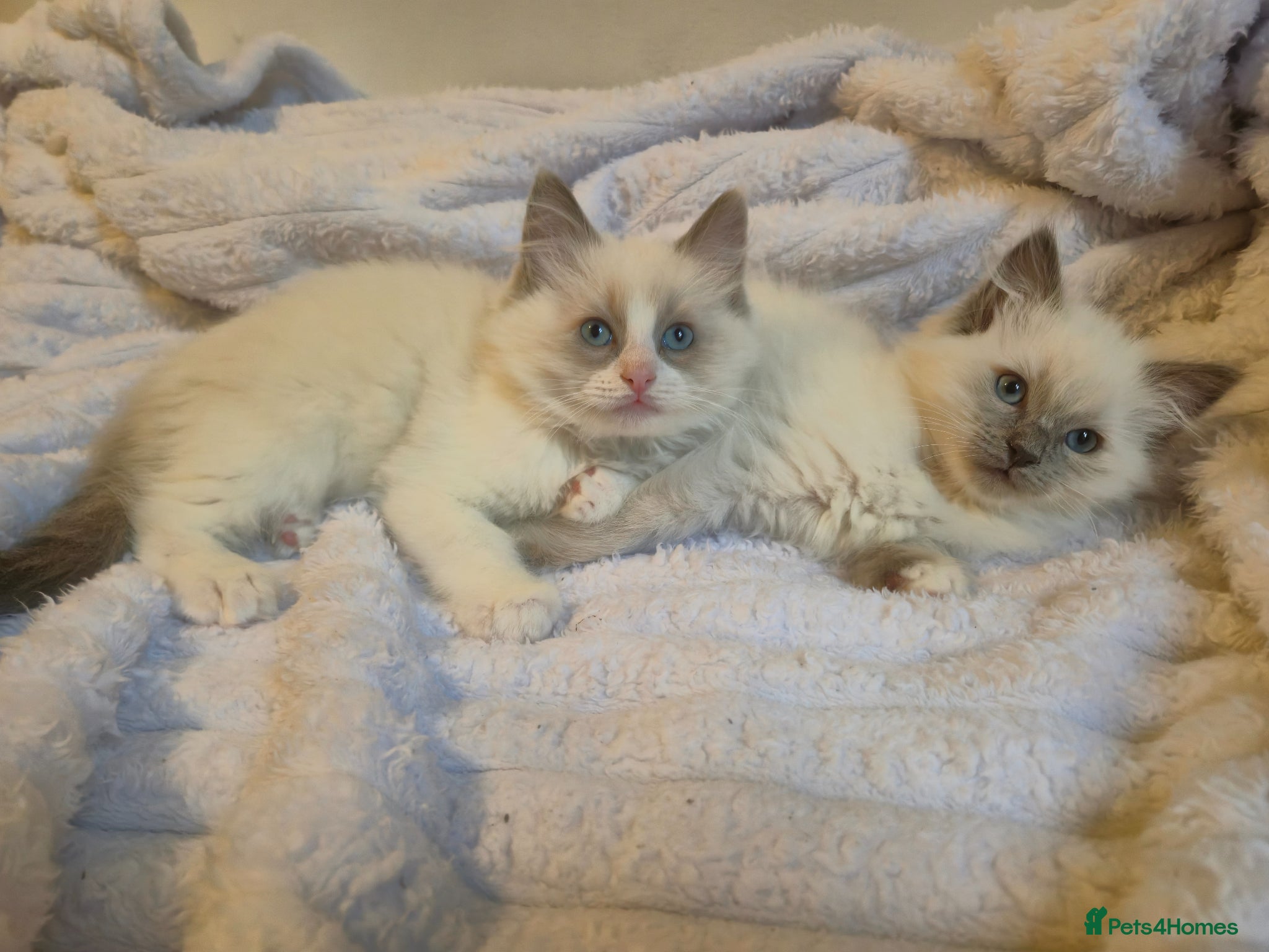 Ragdoll cats Ragdoll kittens- 2 boys left - Advert 5