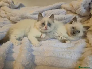Ragdoll cats Ragdoll kittens- 2 boys left - Advert 5