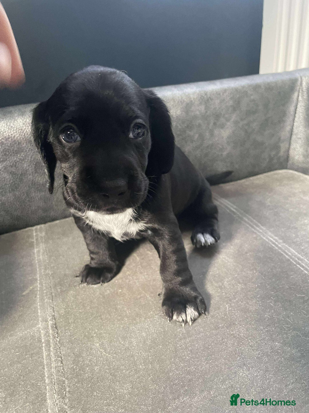 Mixed Breed dogs for sale: Docker puppy’s  - Image 11