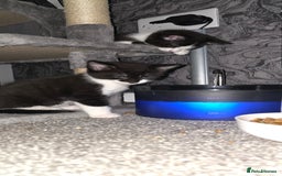Domestic Shorthair cats for sale: 2 Beautiful Kittens - Uno & Bandana (8 Weeks  Old) - Image 7