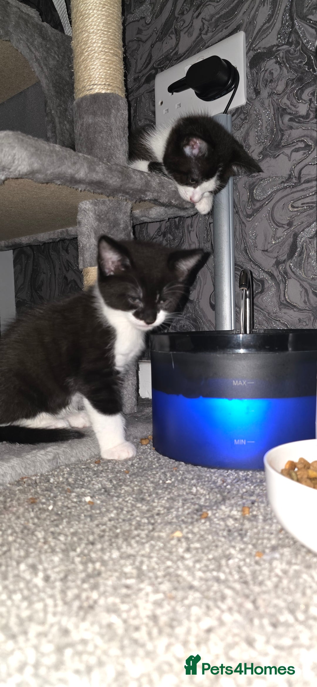 Domestic Shorthair cats for sale: 2 Beautiful Kittens - Uno & Bandana (8 Weeks  Old) - Image 7