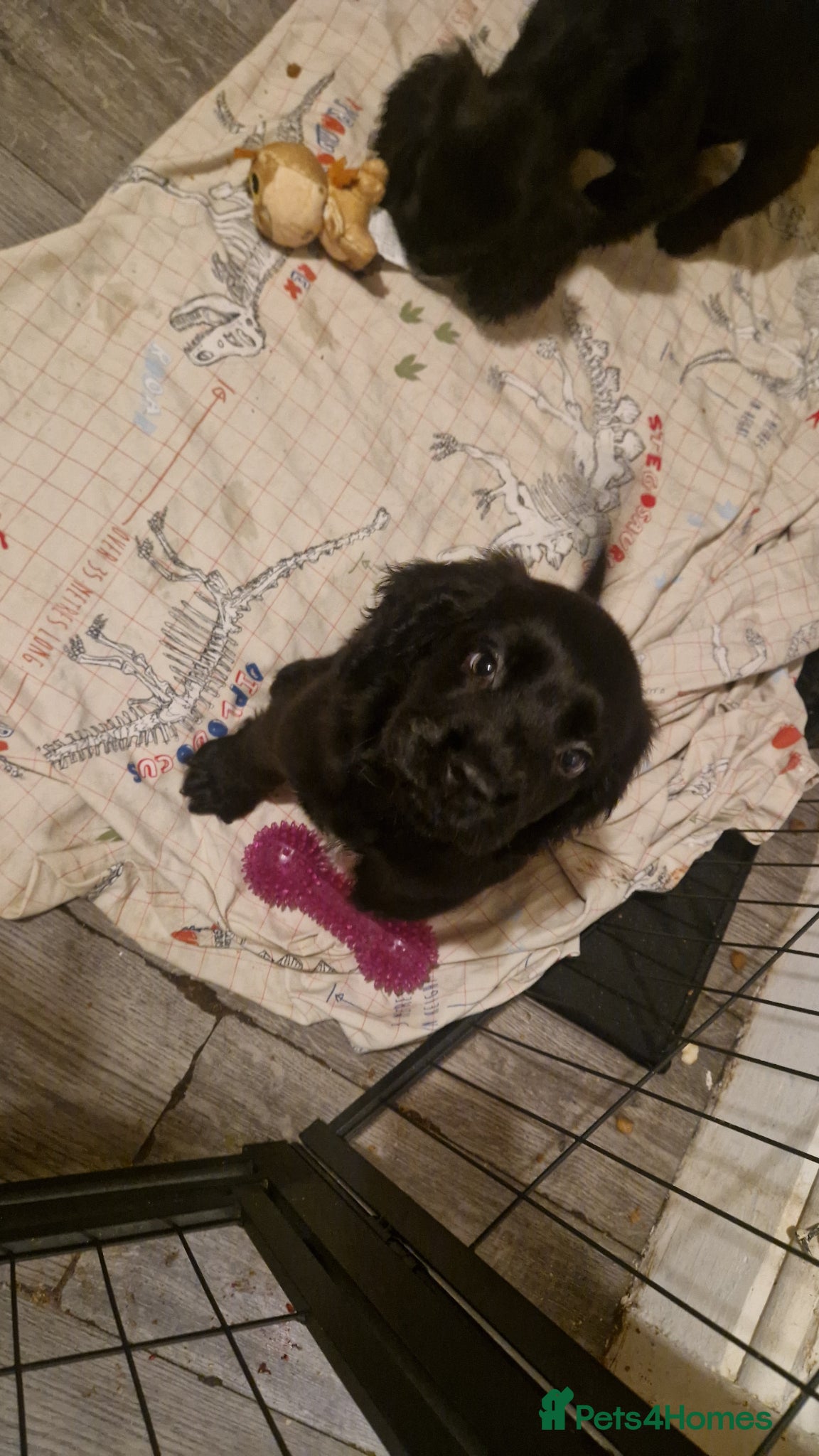 Cockerdor dogs Here i have 3 stunning cocker spaniel puppies - Advert 4