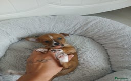 Chihuahua dogs for sale: Gorgeous chihuahua pups for sale  - Image 10
