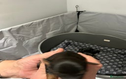 Mixed Breed dogs for sale: Mauxie - Image 4