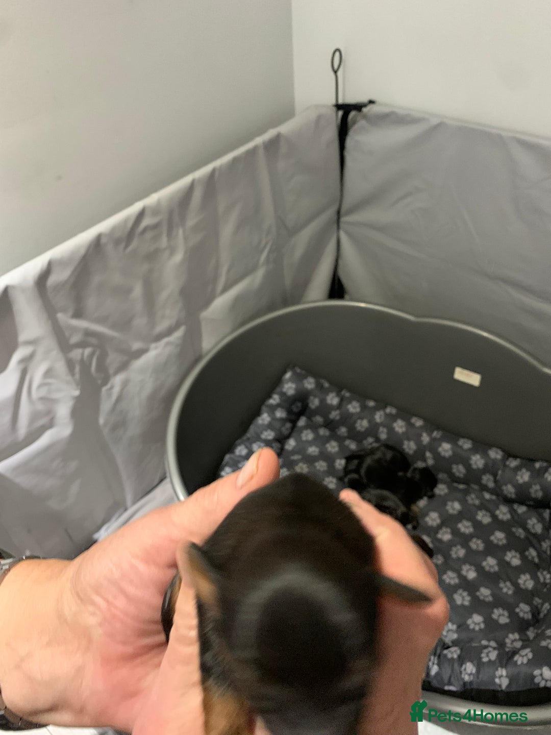 Mixed Breed dogs for sale: Mauxie - Image 4