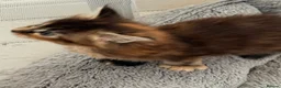 Maine Coon cats for sale: Rare Red Silver Maine Coon Kittens Available  in London - Advert 7