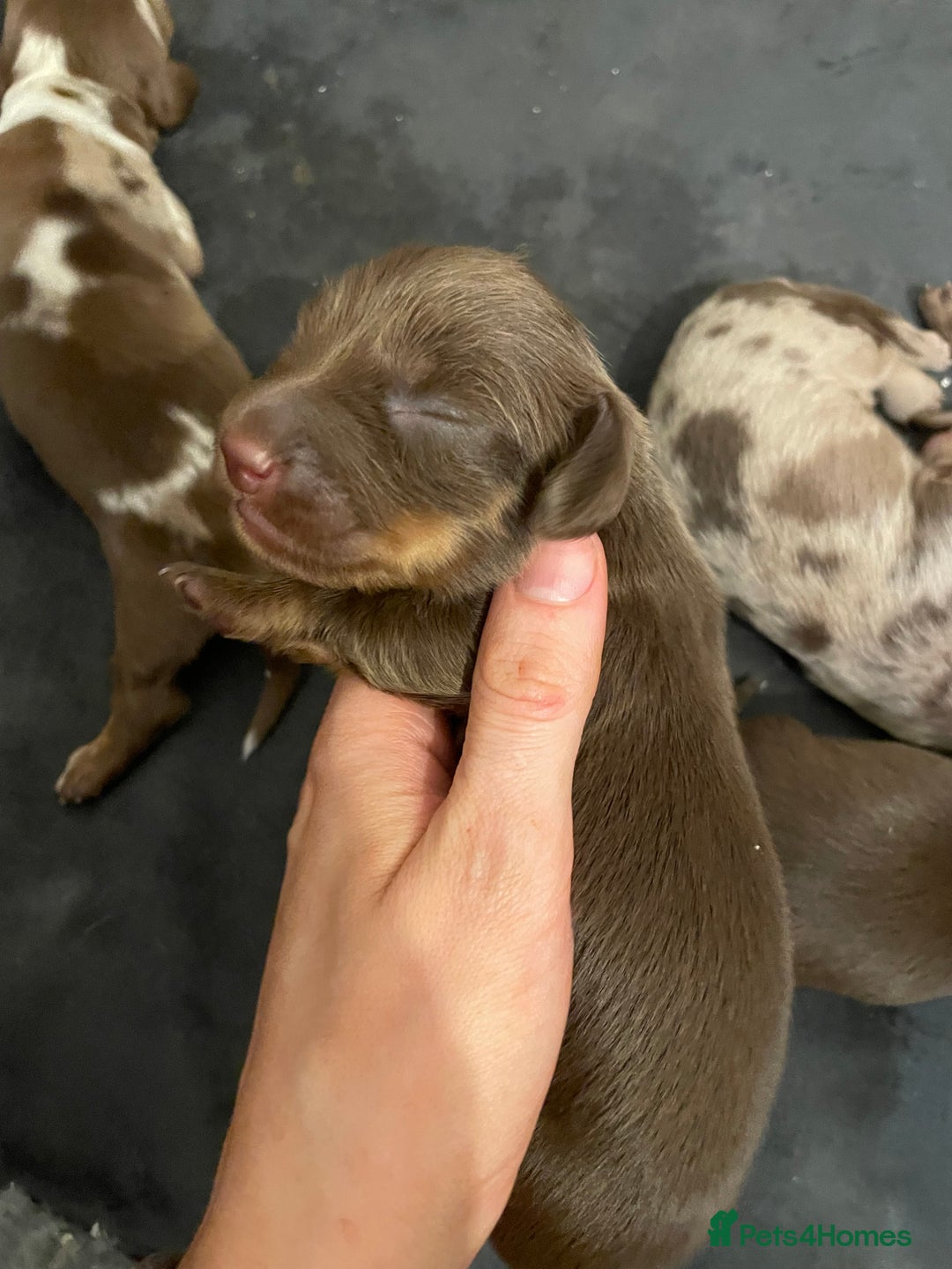 Miniature Dachshund dogs for sale: Miniature Dachshund Long Haired Puppies  - Advert 15