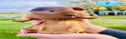 Guinea Pig rodents for sale: Californian Guinea pigs - Advert 7
